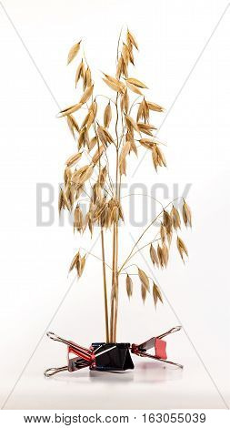 three spikelets of oats on a white background