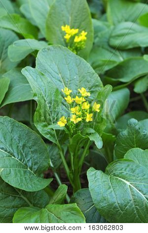 Canton or choy vegetable with yellow flower in the garden