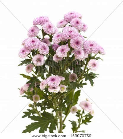 Pink Spray Chrysanthemu With Darker Centers