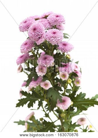 Pink Spray Chrysanthemum With Darker Centers