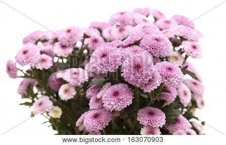 Pink Spray Chrysanthemum With Darker Centers