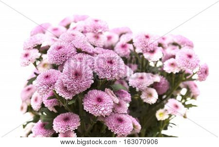 Pink Spray Chrysanthemum With Darker Centers