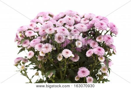 Pink Spray Chrysanthemu With Darker Centers