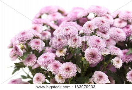 Pink Spray Chrysanthemum With Darker Centers
