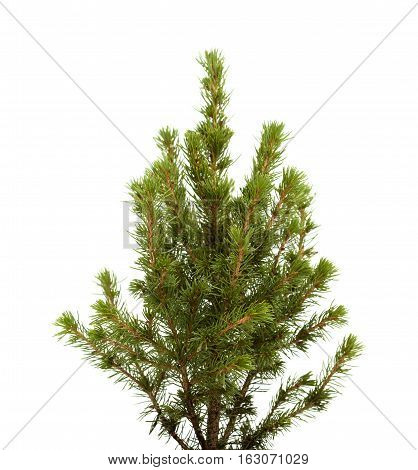 Small Spruce Isolated