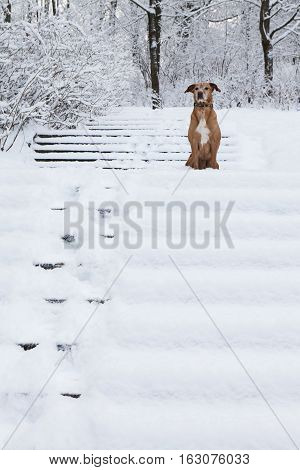 Brown dog sitting on the stairs. Stairs and forest covered with snow.