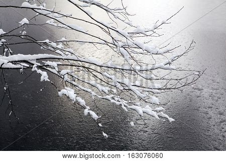 Frozen lake and a snow covered tree.