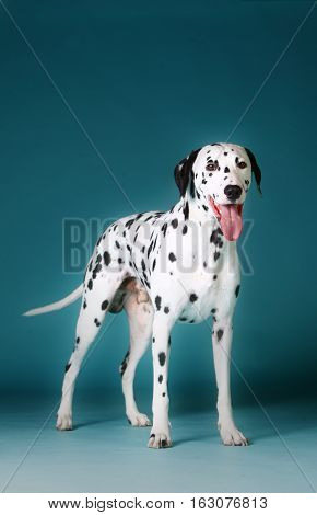 Dalmatian dog with tongue out portrait in studio with blue background