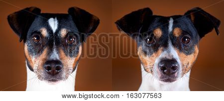 Male and female andalusian ratdog in studio