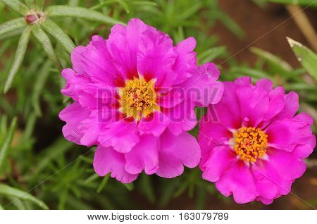 Two pink vygies growing in a garden