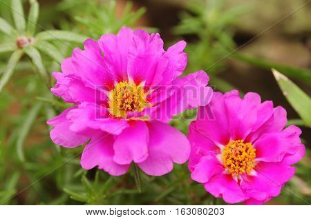 Two pink vygies growing in a garden