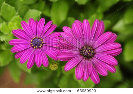 Two purple daisies growing in a garden