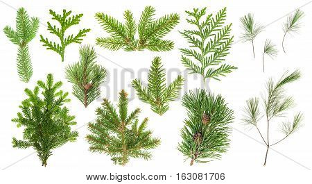 Set of evergreen coniferous tree branches isolated on white background. Spruce pine cypress fir