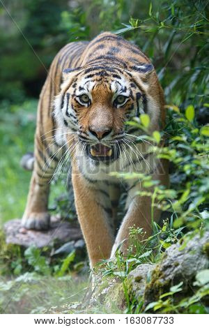 Siberian Tiger Pointing At The Camera