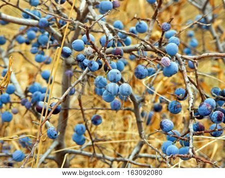 Sloe Fruit at Blackthorn Tree. Berries of blackthorn or sloe on unfocused background.