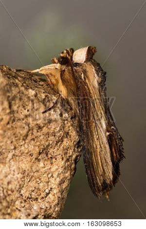 The mullein moth (Cucullia verbasci) profile. A moth in the family Noctuidae at rest on limestone showing venation of wings