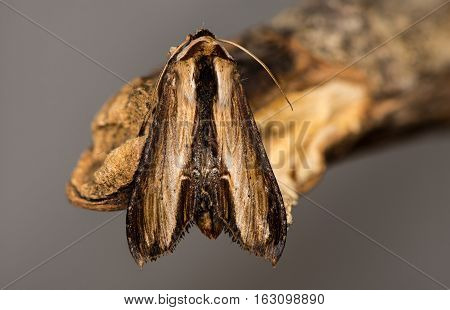 The mullein moth (Cucullia verbasci) dorsal view. A moth in the family Noctuidae at rest on limestone showing venation of wings