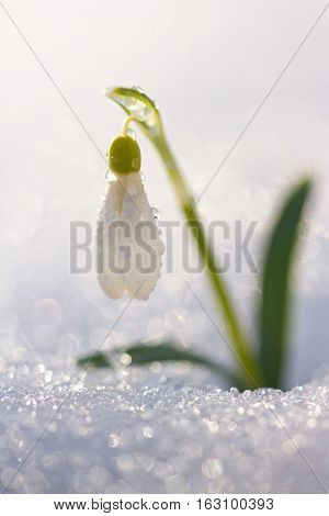White snowdrop flower in snow with shiny bokeh background of snow. Magic view of spring flower