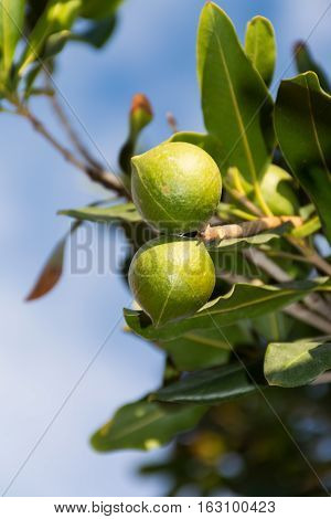 Macadamia nuts on the evergreen tree macadamia plantation - expensive fat nuts