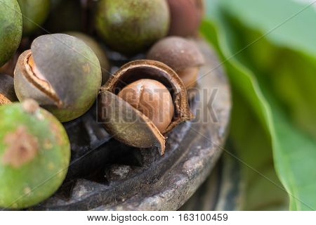 Macadamia nuts in shell harvest close up