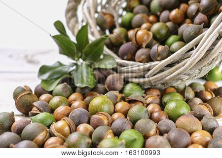 Macadamia nuts in shell harvest close up