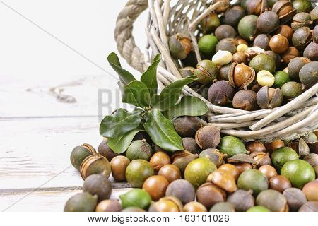 Macadamia nuts in shell, harvest close up