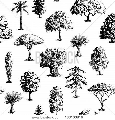 Seamless vector hand drawn tree pattern. Oak, olive, apple-tree, pine, spruce, maple, dragon blood, brahea, cypress, acacia, palm.