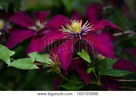 Clematis. Purple clematis flowers in the spring garden.