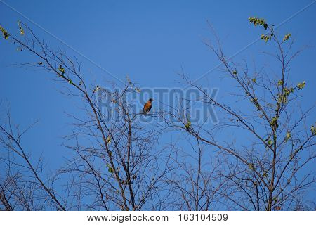 An American robin (Turdus migratorius) perches on a treetop in Joliet, Illinois during June