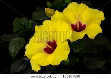 Close-up of yellow sinensis hibiscus flower. Photography of nature.