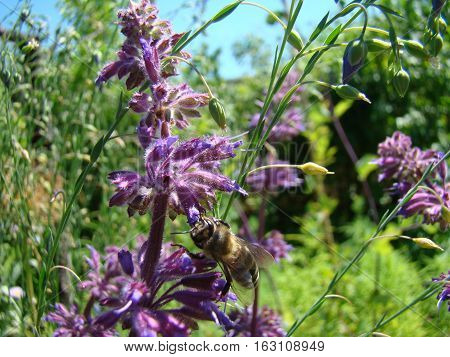 Salvia officinalis is a large genus of perennial herbaceous plants and shrubs