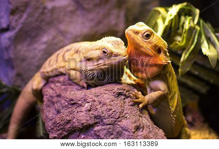 Live wild reptiles lizards shot close-up in nature