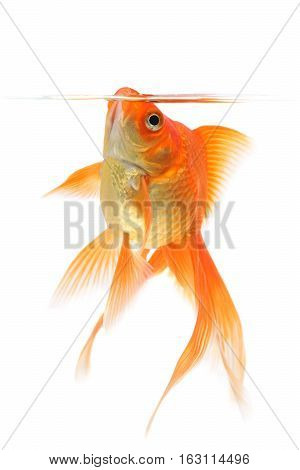 Goldfish, fish isolated on a white background