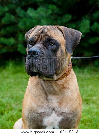 Closeup portrait. Young puppy (age five months) of dog breed South African Boerboel (South African Mastiff)