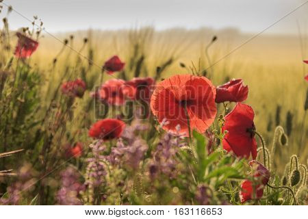 SPRINGTIME.Between Apulia and Basilicata. Backlit poppies in a field with cornfield unripe. Italy. Rural landscape with vernal wildflowers.