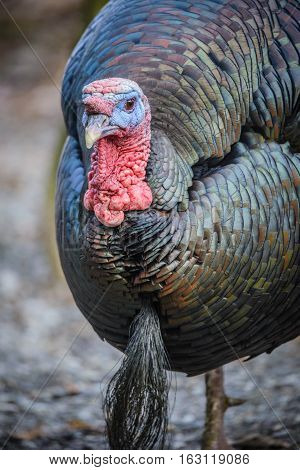 Close up of Wild Turkey (Meleagris gallopavo)