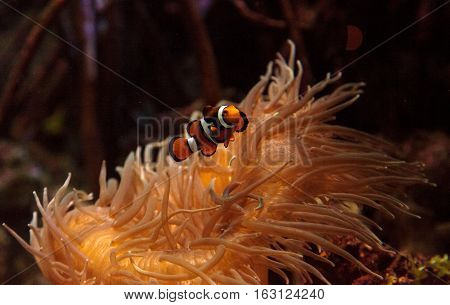 Clownfish, Amphiprioninae, in a marine fish and reef aquarium, staying close to its host anemone