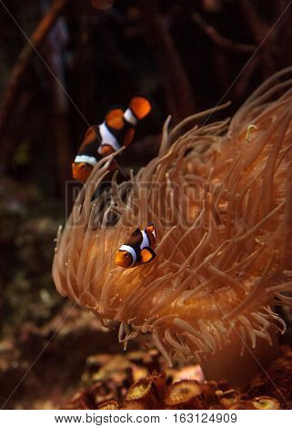 Clownfish, Amphiprioninae, in a marine fish and reef aquarium, staying close to its host anemone