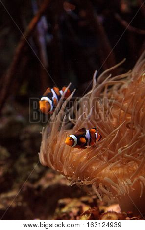 Clownfish, Amphiprioninae, in a marine fish and reef aquarium, staying close to its host anemone