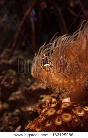 Clownfish, Amphiprioninae, in a marine fish and reef aquarium, staying close to its host anemone