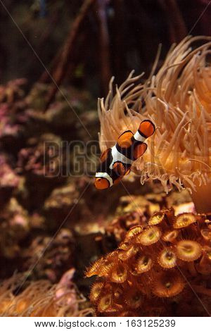 Clownfish, Amphiprioninae, in a marine fish and reef aquarium, staying close to its host anemone