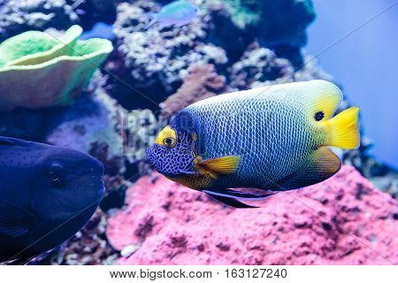 Blue faced angelfish Pomacanthus xanthometopon in a coral reef.