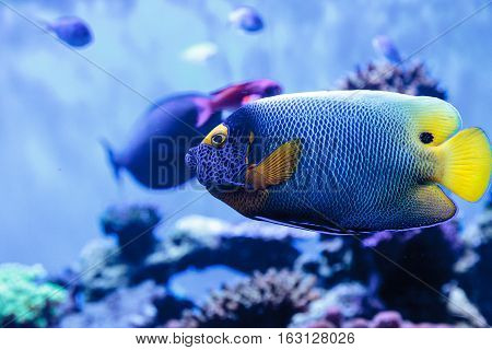 Blue faced angelfish Pomacanthus xanthometopon in a coral reef.