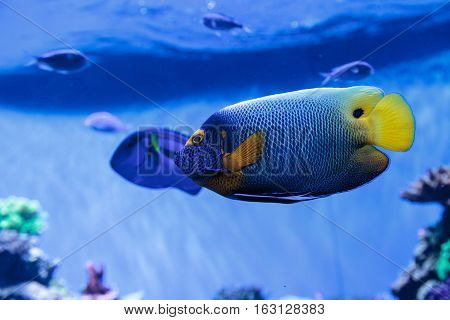 Blue faced angelfish Pomacanthus xanthometopon in a coral reef.