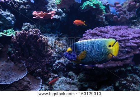 Blue faced angelfish Pomacanthus xanthometopon in a coral reef.