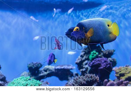 Blue faced angelfish Pomacanthus xanthometopon in a coral reef.