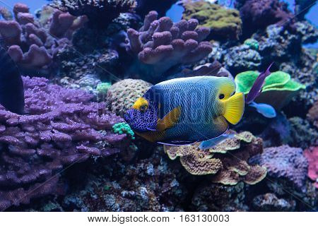 Blue faced angelfish Pomacanthus xanthometopon in a coral reef.