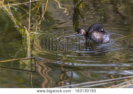 Dabckick (tachybaptus Ruficollis)