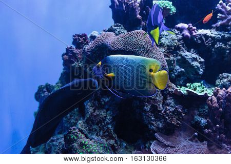 Blue faced angelfish Pomacanthus xanthometopon in a coral reef.
