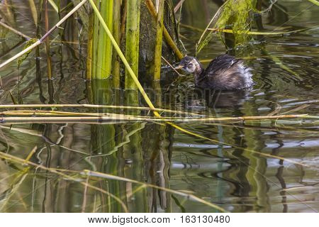 Dabckick (tachybaptus Ruficollis)